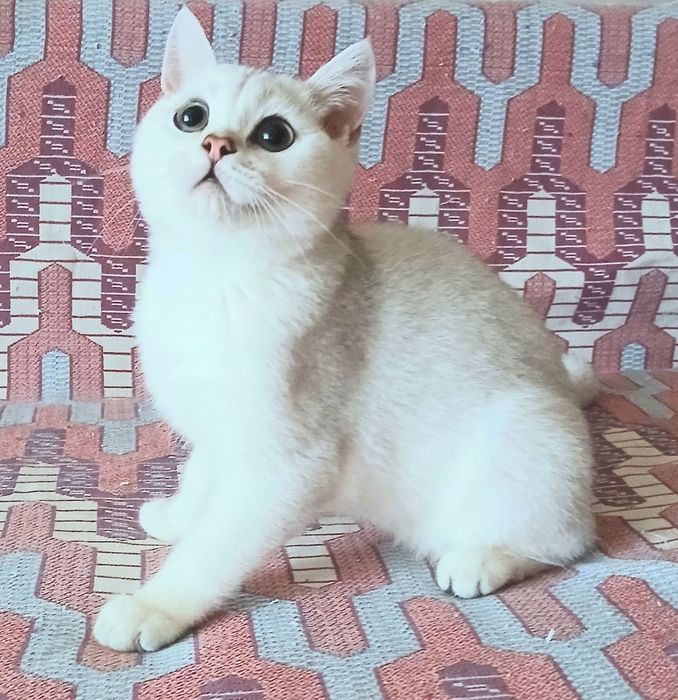 Котик британська шиншилла