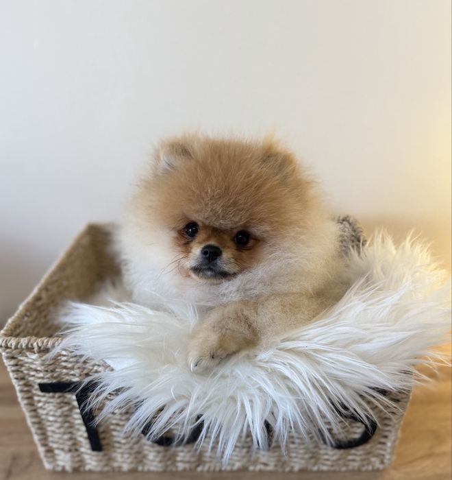 Szpic miniaturowy / pomeranian obłedny miś  GWIZDA FCI