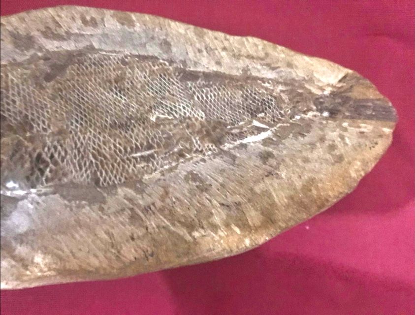 Fóssil de peixe osseo