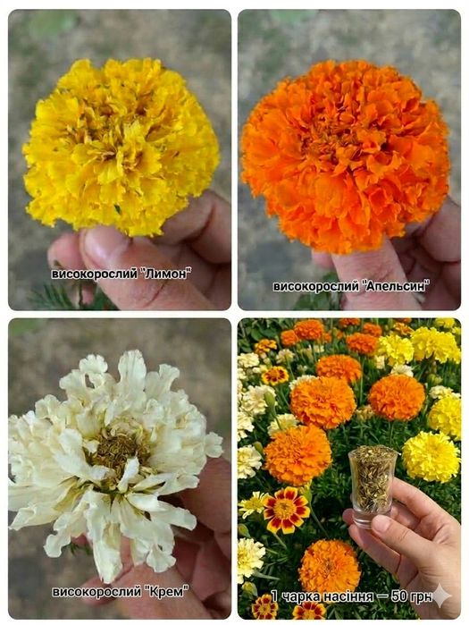 Африканські чорнобривці  гіганти ​Шафрани насіння 1чарка насіння 50грн