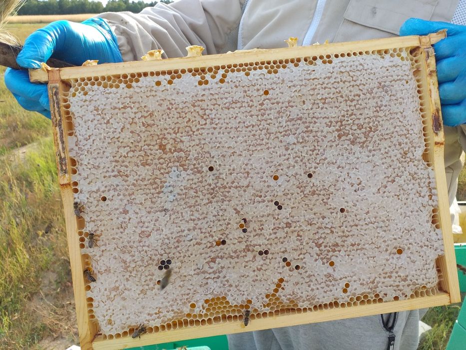 "Miód kołobrzeski" wielokwiatowy kremowany z imbirem 430g