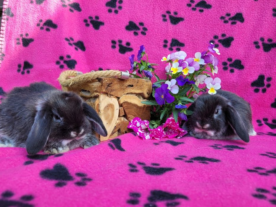 Rasowe króliczki mini lop
