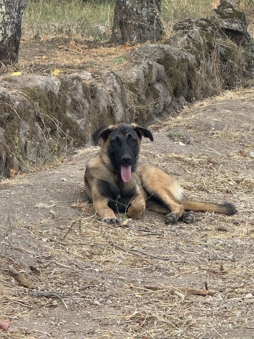 Cadela meia pastor belga malinois e serra de estrela