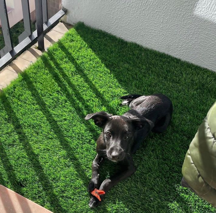 Adoção responsável cadela porte pequeno