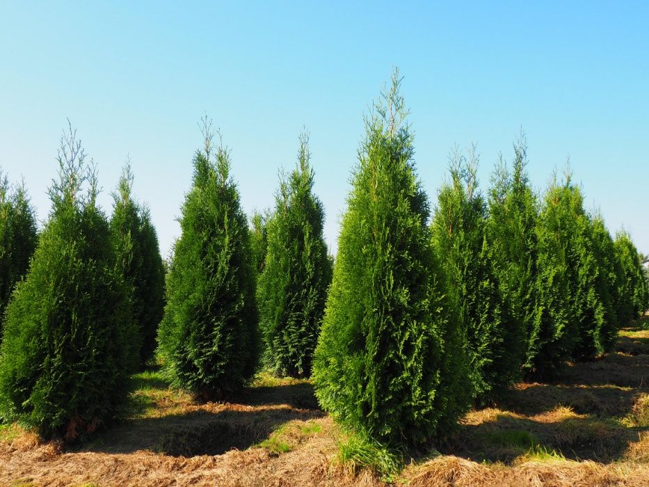 Tuja tuje żółte golden szmaragd 80-100cm