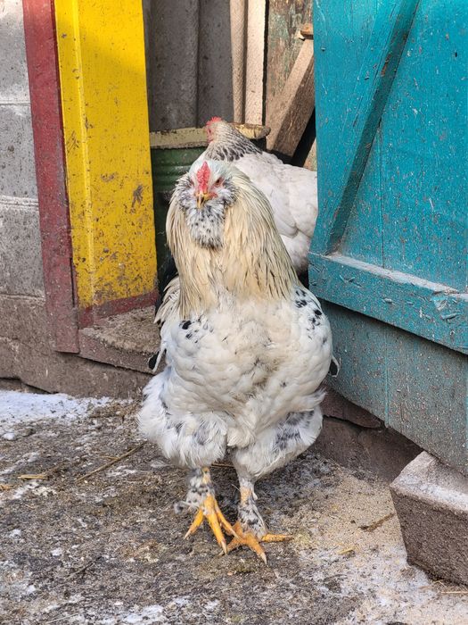 Продам гарного півня