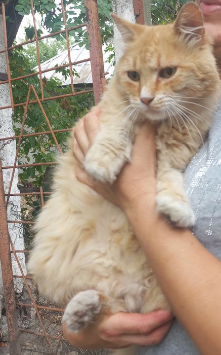 Рижик шукає сім'ю