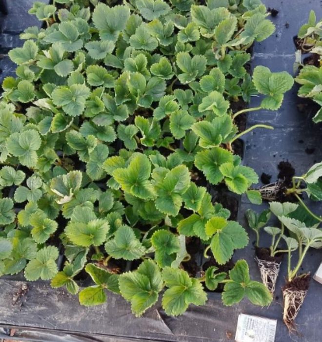 Копанка полуниці'касета'розсада