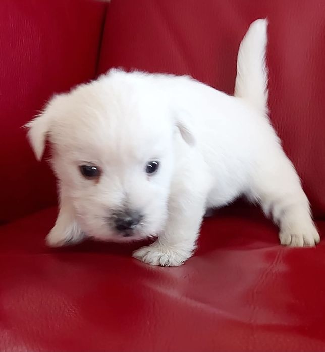 West highland white terrier westi zkwp FCI