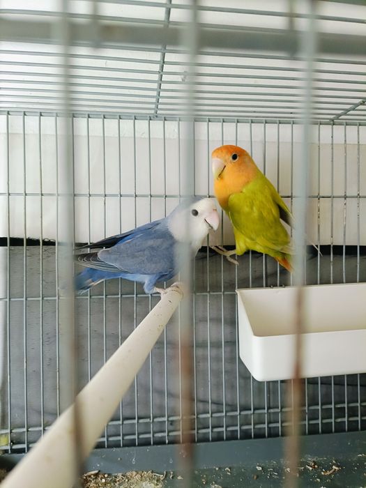 Rosicolis novos e casais