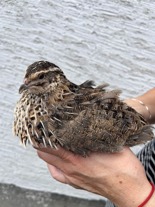 Інкубаційні яйця перепілок. Техас, Фенікс, Фараон.