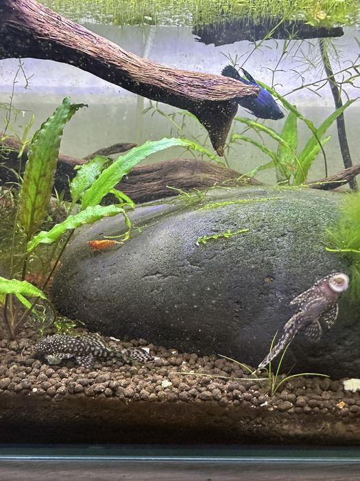 Ancistrus sp 5/6cm