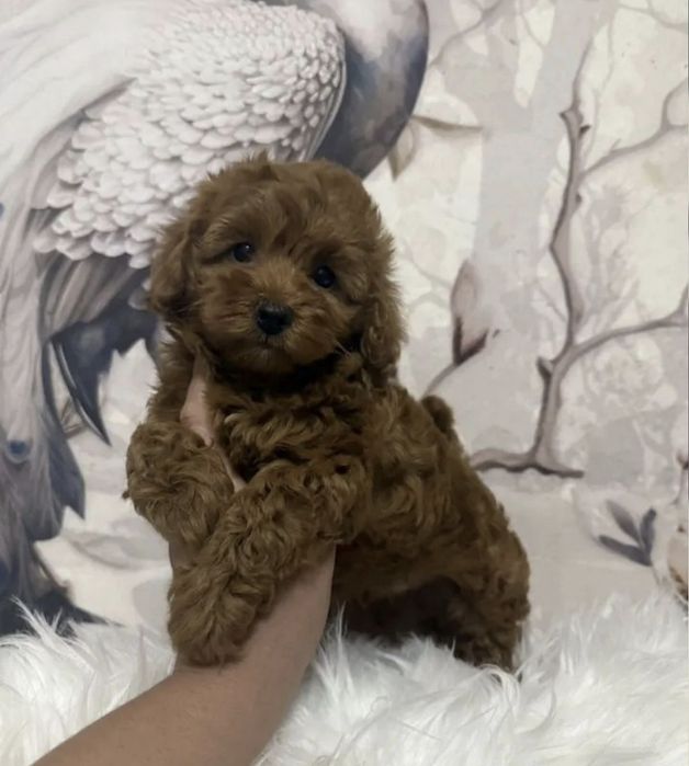 Гарнюні Мальтіпу Міні