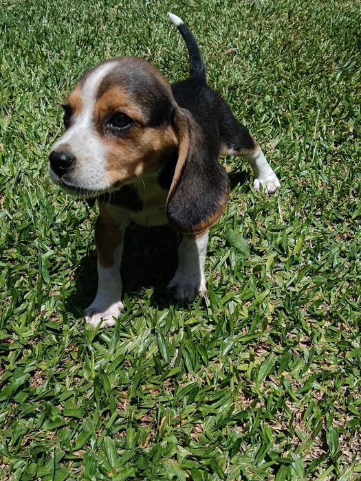 Beagle macho tricolor só