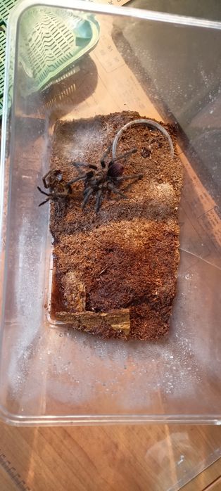 Phormictopus sp. Sierra kolekcja ptaszników