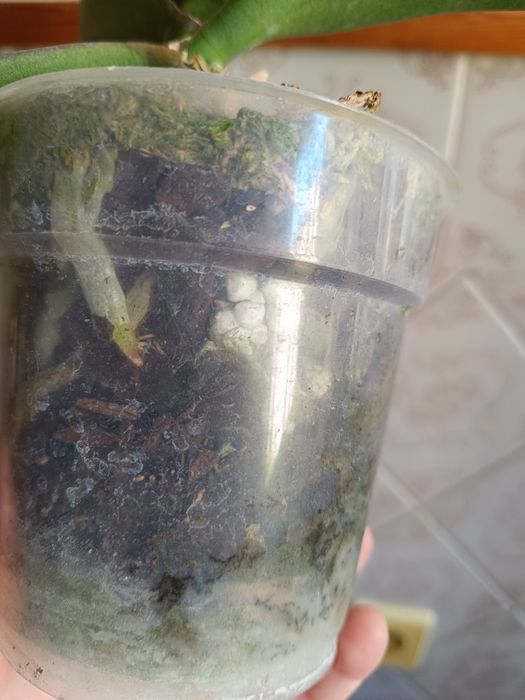 Орхидея фаленопсис (бабочка) Phal. Little Gem Stripes