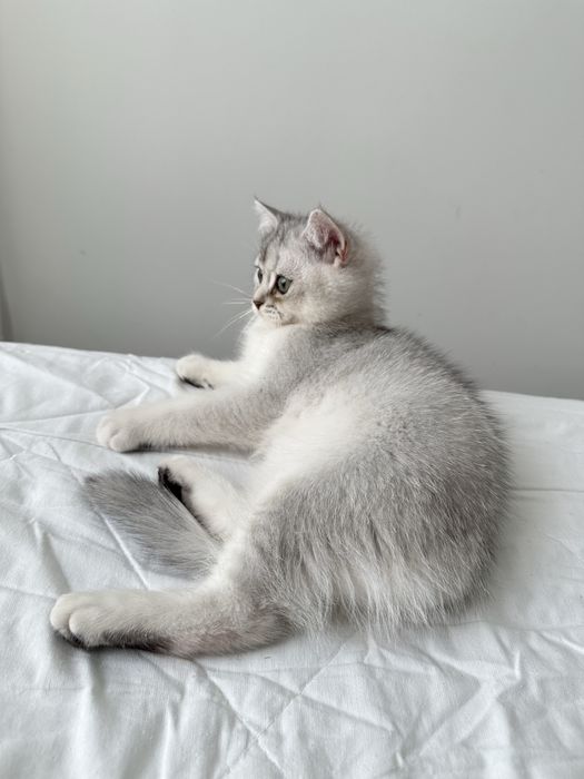 Кошенята шотландські короткошерсті