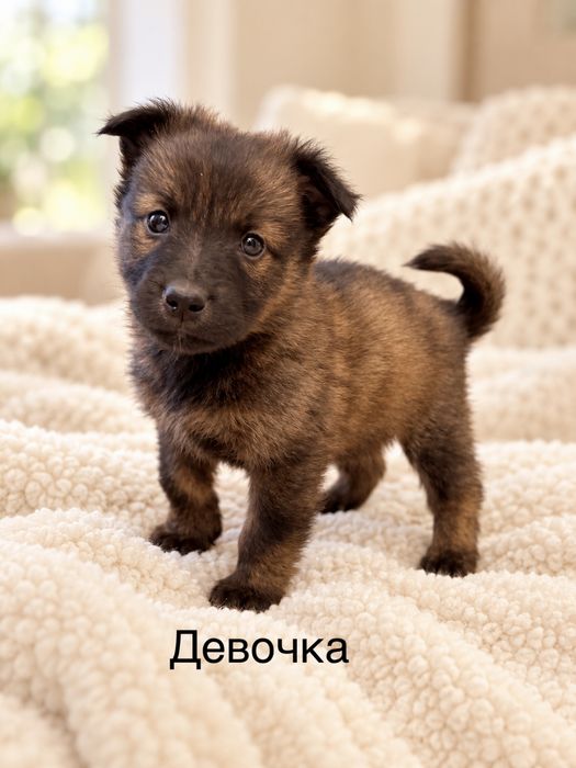 Маленькие собачки в добрые руки!