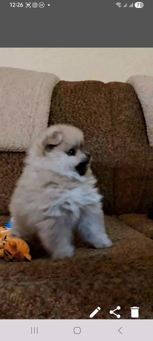 Кремовый мальчик