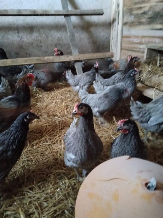 Jajka lęgowe Dominant