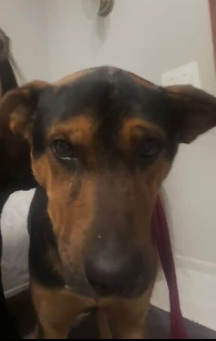 Кастрований молодий собака 1р. шукає дім