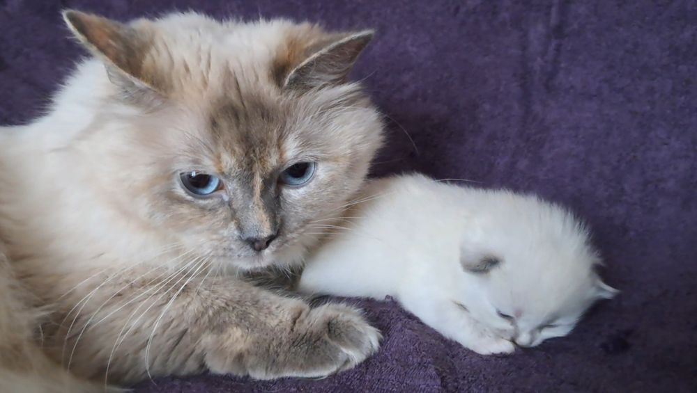 Кошеня невська маскарадна . Попереднє бронювання