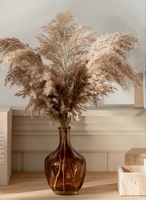 Пампас,Пампасна трава,Камиш,Очерет