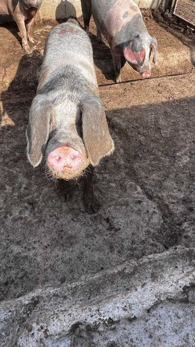 Porcas Raça Bisaro