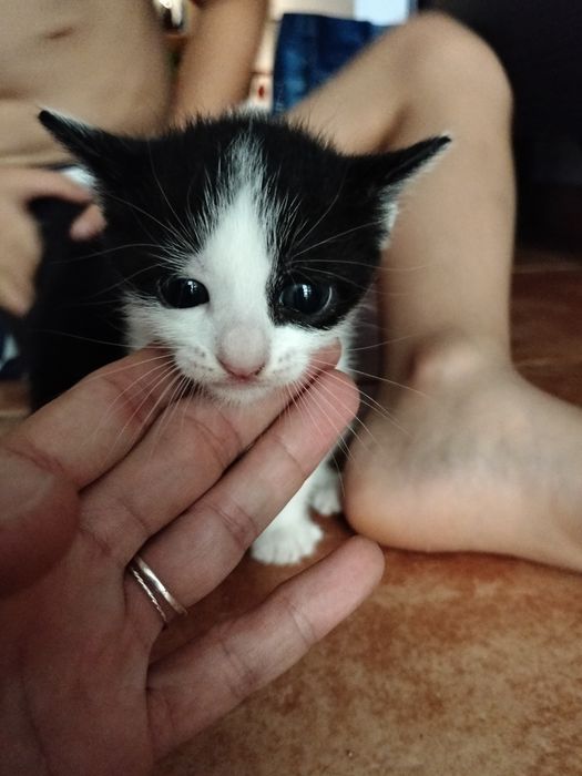 2 gatinhos bebés para dar
