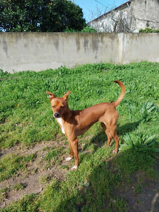 Cadela 7 meses porte pequeno