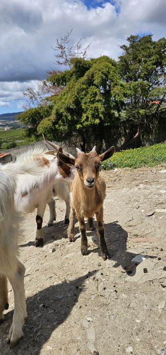 Lindas Cabras anãs