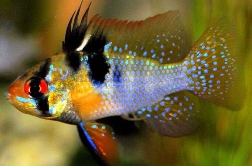 Ramirezis varias linhas ciclídeos anões