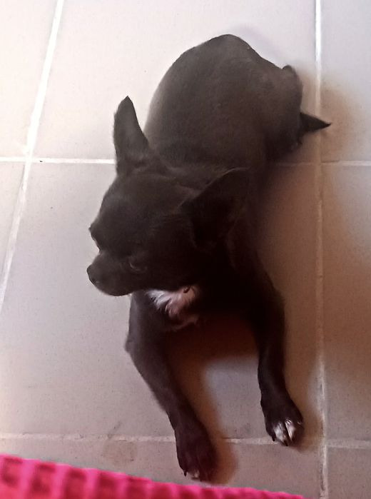 Чорна красива чішка