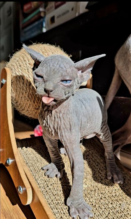 Kot sfinks przepiękne niebieskie oczka