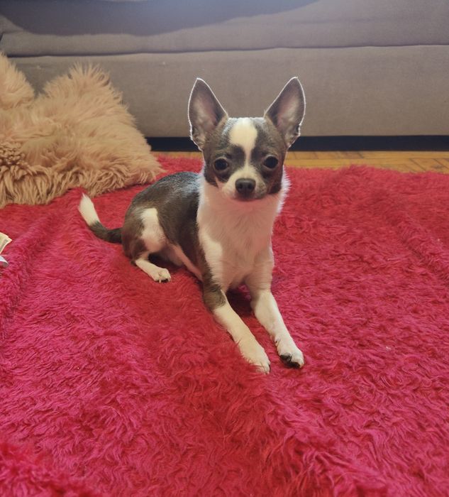 Mikrusek piesek chihuahua xxxs liliowo biały 1.4 kg