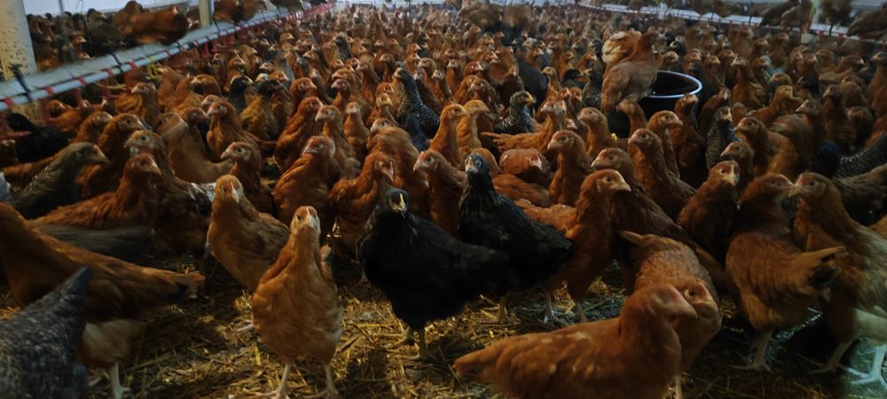 Kura nioska różne rasy prostro od hodowcy