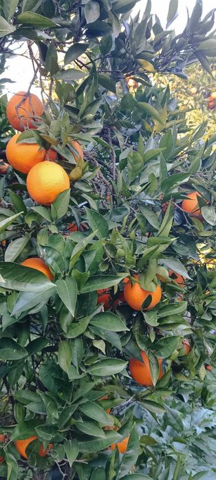 Vendo Laranjas, Clementinas, Tangerinas e Limões - Tudo 100% biológico