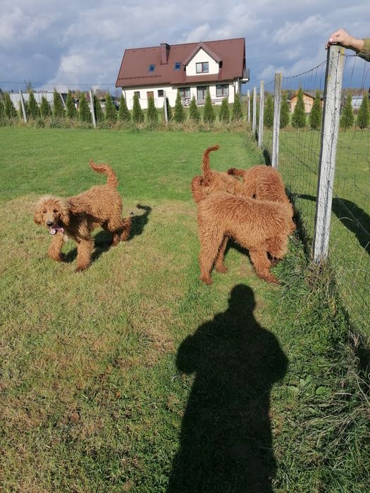 Pudel królewski czerwony pies