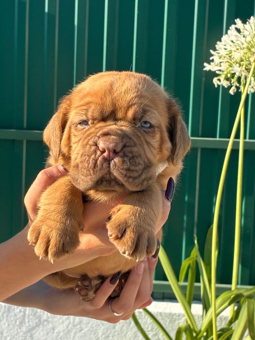 Dogue de Bordéus