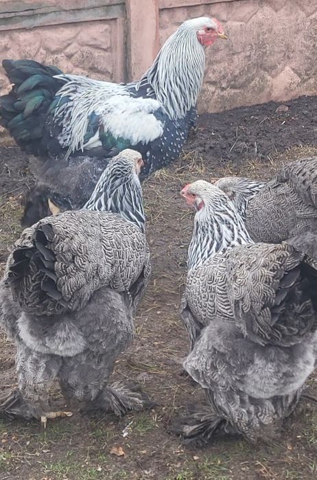 Инкубационное яйцо светлой (Колумбийской) и тёмной брамы, куры брама