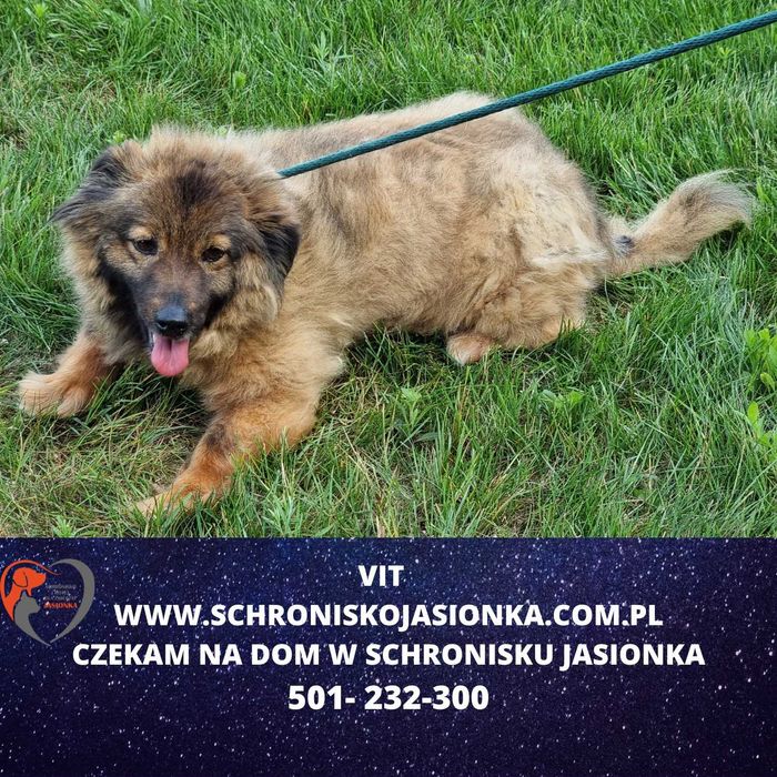 VIT do adopcji – Schronisko Jasionka