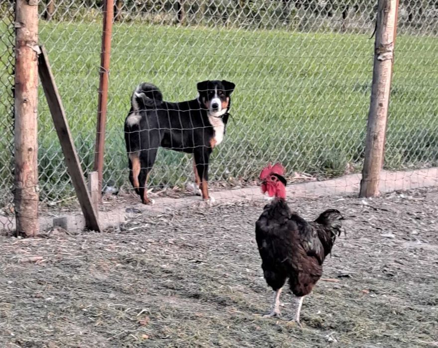 Szczeniak suczka rasy Appenzeller Szwajcarski pies pasterski