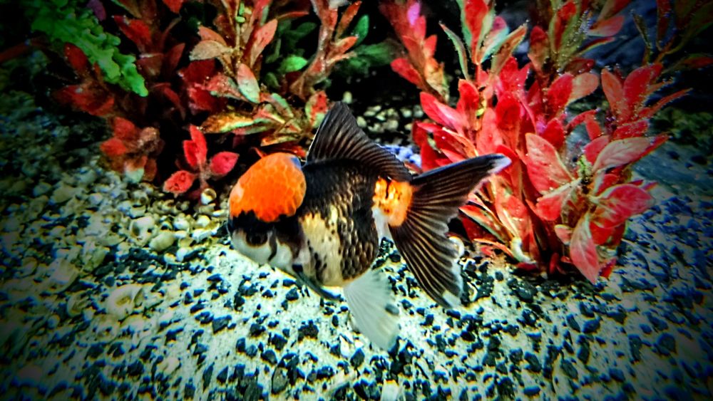Welonki ,,oranda tricolor,, goldfish welon złota rybka
