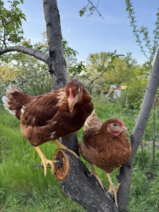 Куры старка и молодка