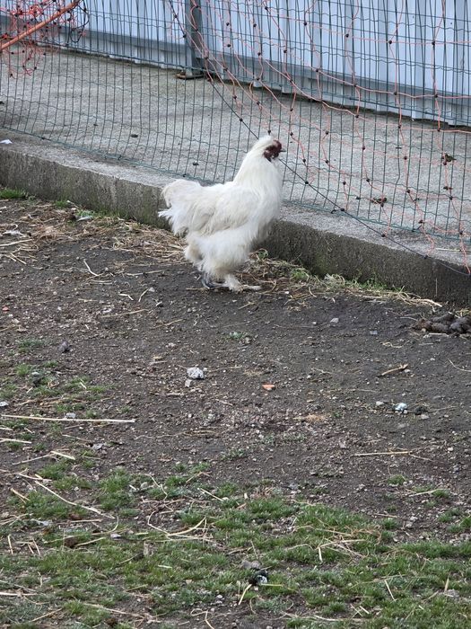 Vendo macho de galinha sedosa