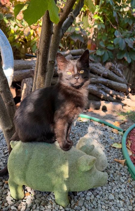 Черные котята ищут дом