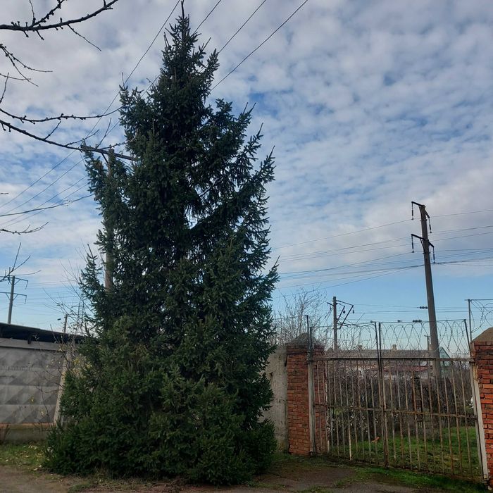 Продаем елку от 12 до 13 м. Самовывоз.