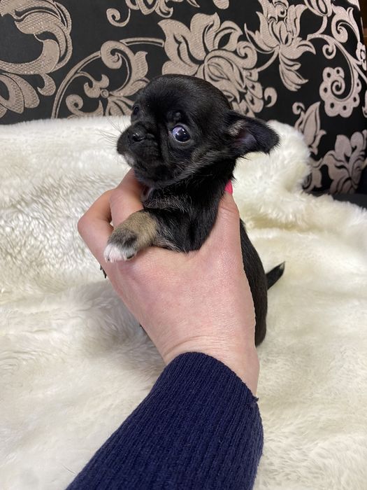 Чихуахуа дівчинка міні короткашерстна