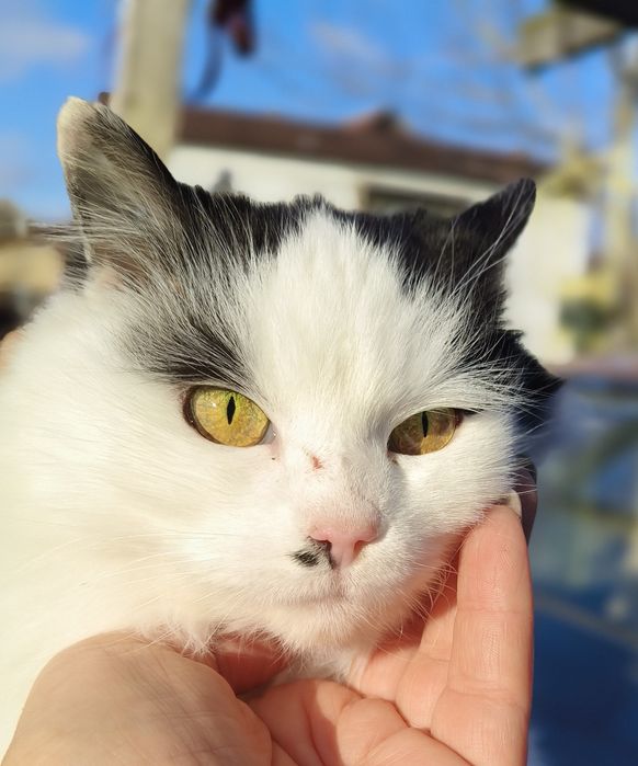 Чарівна пухнаста красуня шукає родину