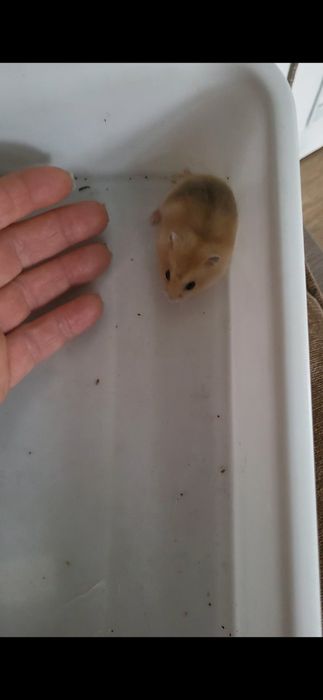 Хом'як  джунгарик